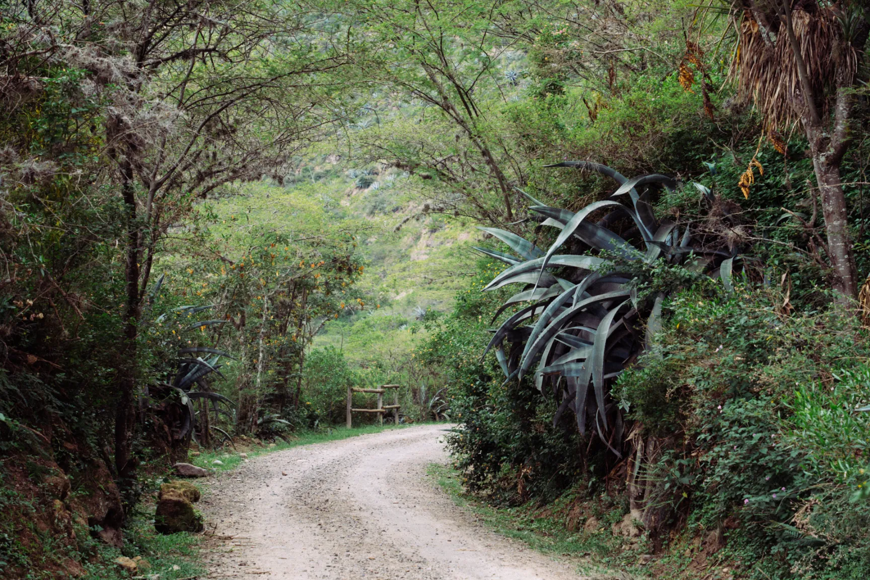 El camino del Cañón del Chiche ve pasar a ciclistas, trotadores y animales El camino del Cañón del Chiche ve pasar a ciclistas, trotadores y animales