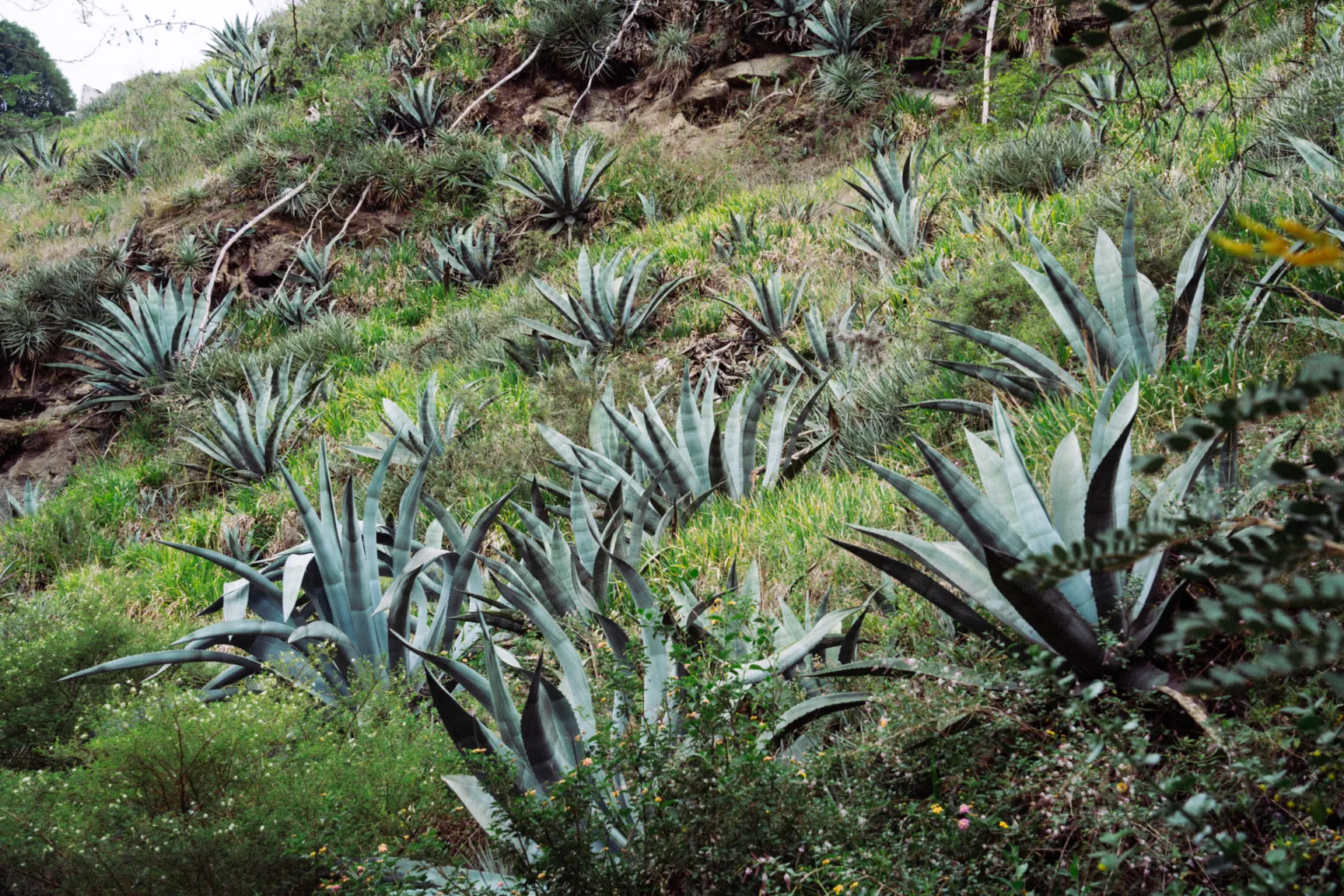 Este no es el agave que nos tomamos, pero es pariente de los que producen el mezcal, el tequila y el miske Este no es el agave que nos tomamos, pero es pariente de los que producen el mezcal, el tequila y el miske