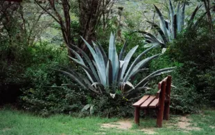 Agave con banca