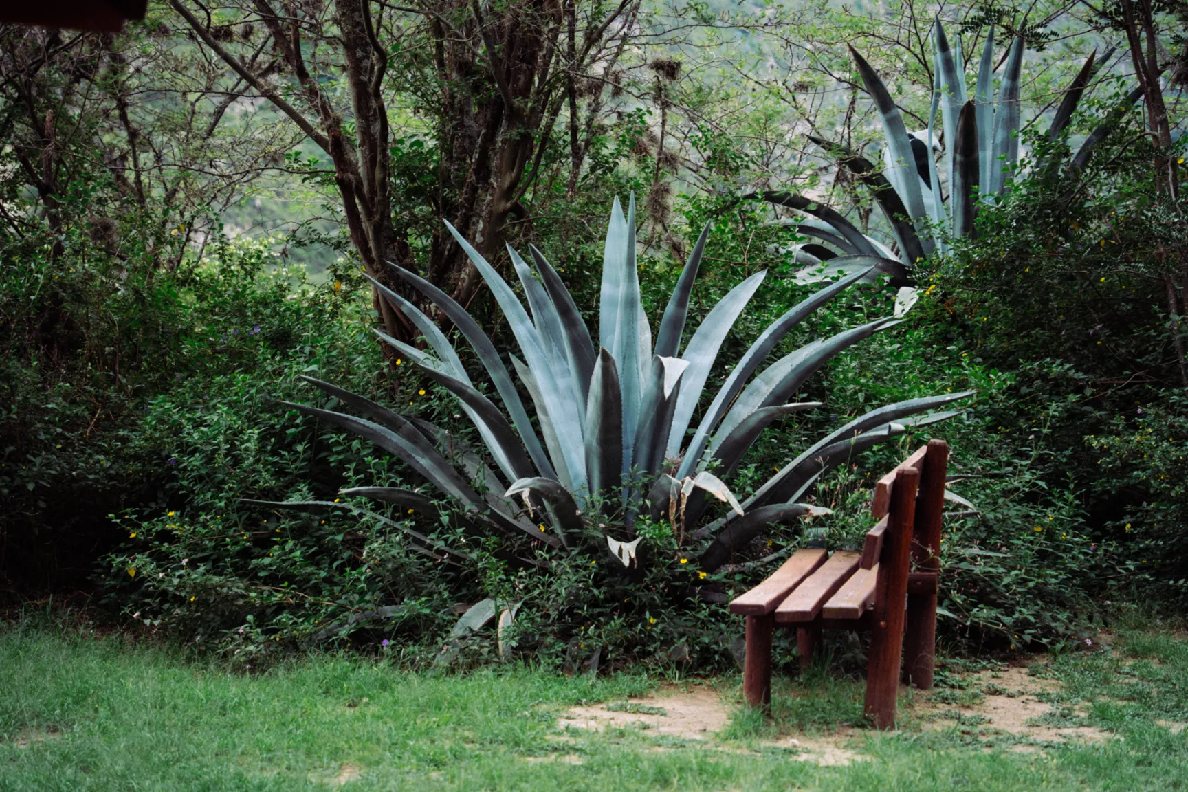 Agave con banca Agave con banca