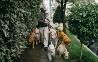 Uno de los paseadores de perros en Quito